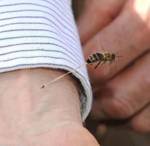 سبب موت النحله بعد لدغ الإنسان